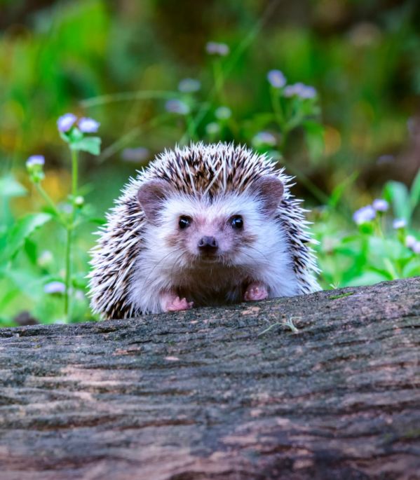Uwaga na jeże! Budzą się ze snu zimowego w kwietniu, więc bądźmy ostrożni przy pracach ogrodowych
