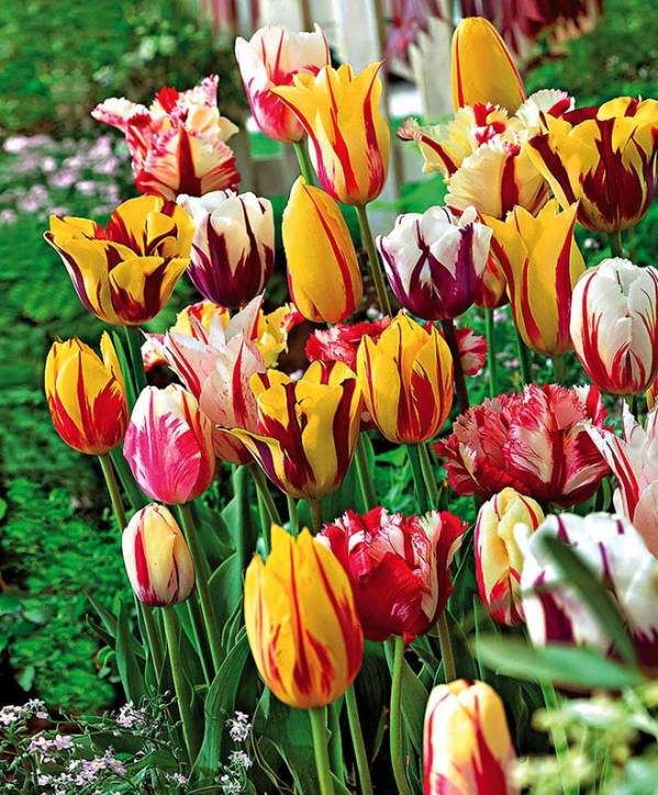 Tulipany Rembrandta Tulipany Rembrandta