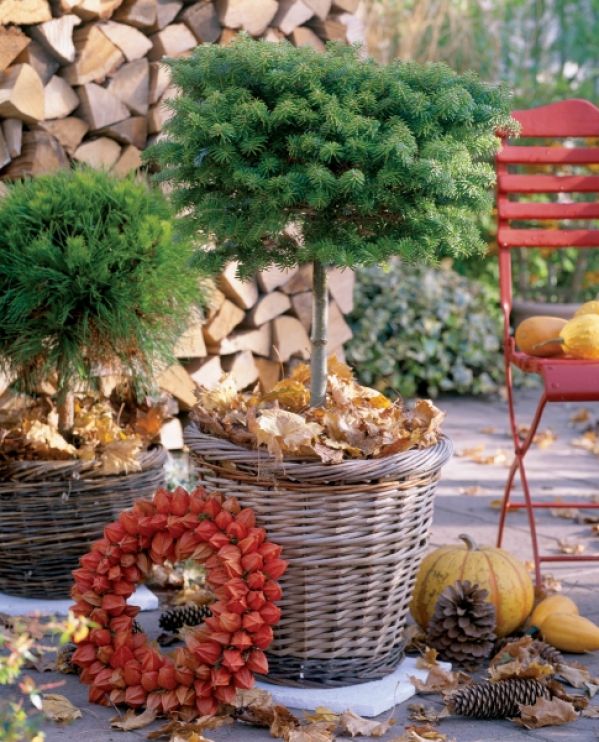 Jakie drzewko na choinkę