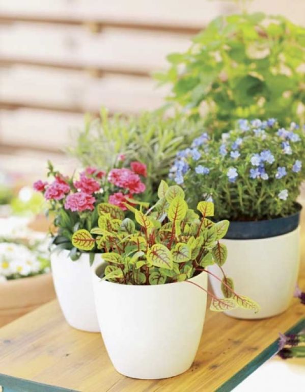 Rosną jak na drożdżach