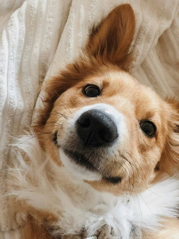 Pies i kot lekiem na całe zło? Tak! I mamy na to dowody Golden retriever siedzący obok człowieka na tle malowniczych gór o zachodzie słońca. Pies patrzy z ufnością na właściciela, który delikatnie go dotyka