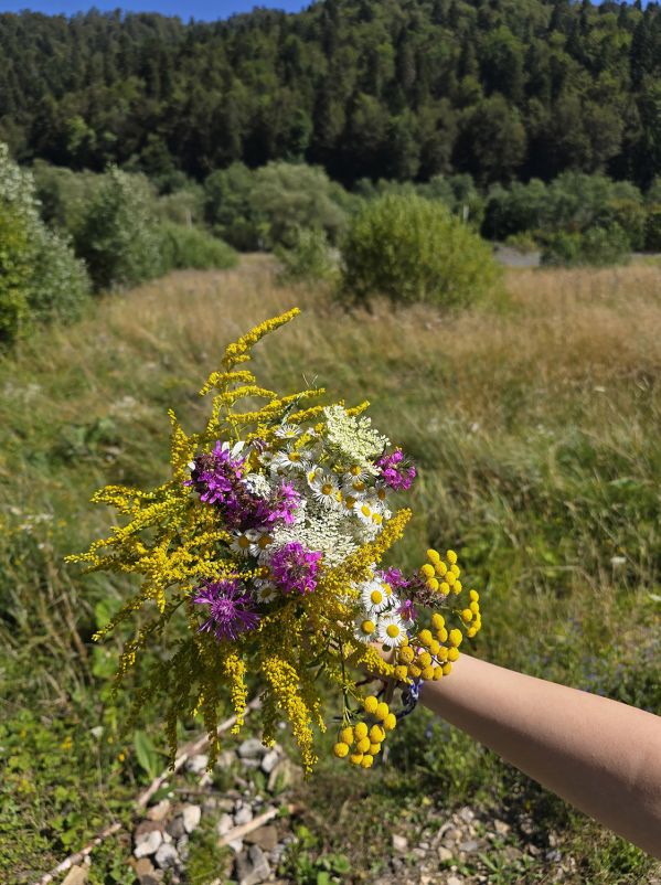 Nawłoć - czy ta roślina nam zagraża?
