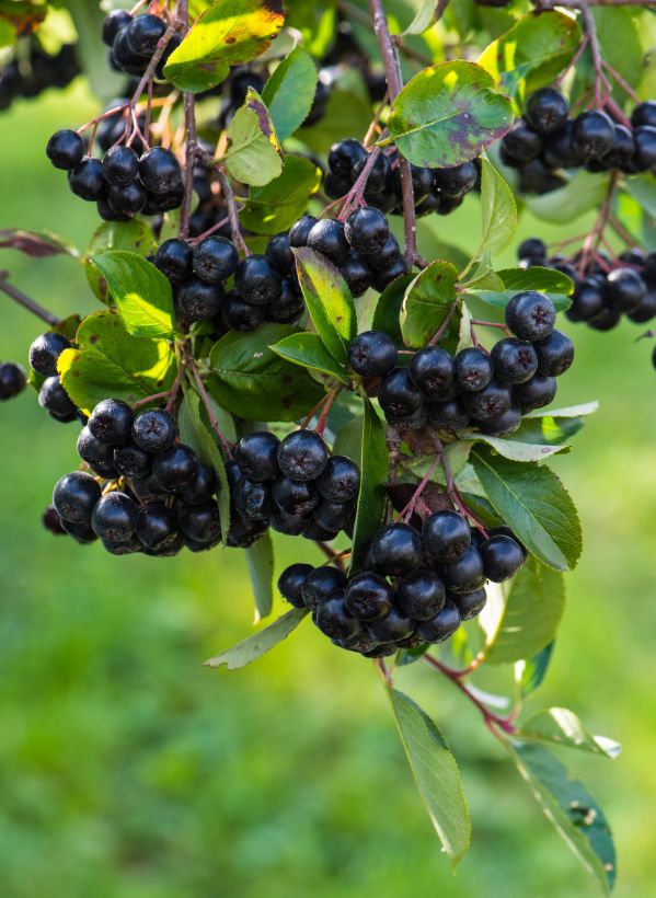aronia aronia