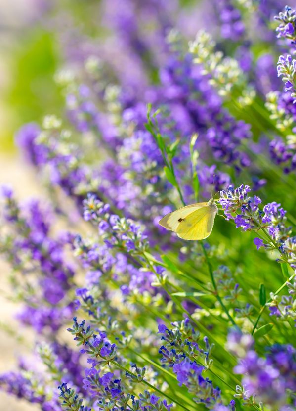 porady ogrodnicze skop