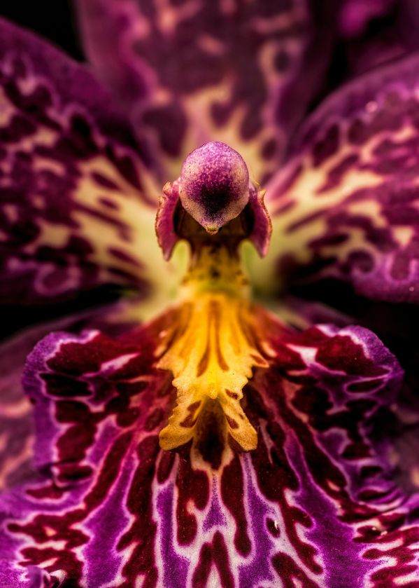 orchidea odmiany