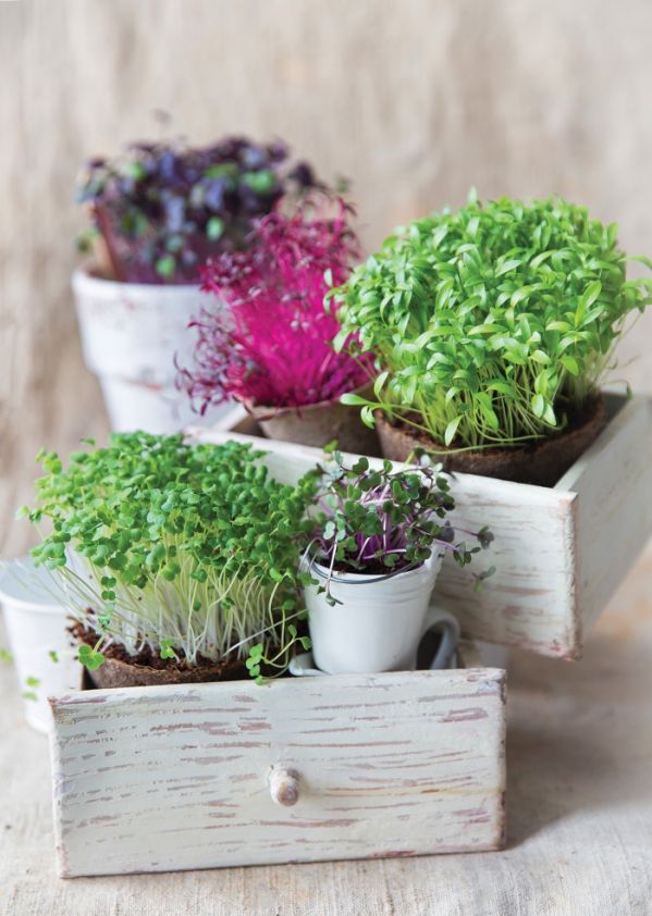 Mikroliście microgreens