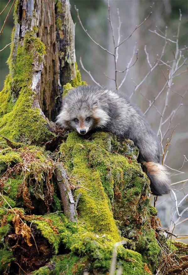 Egzotyczne zwierzęta w Polsce - gdzie je spotkasz?