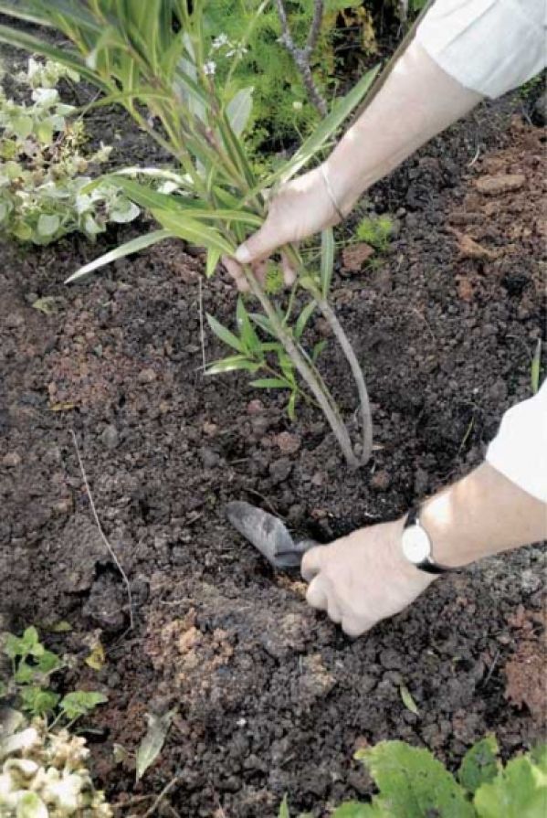 Odżywka dla roślin