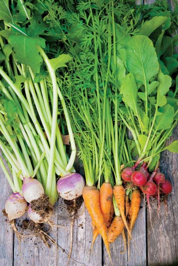 Jak wykiwać robaka na grządce