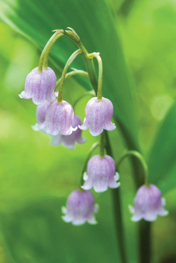 Kwiaty dzwonki do ogrodu: czarują zapachem, uwodzą kolorem