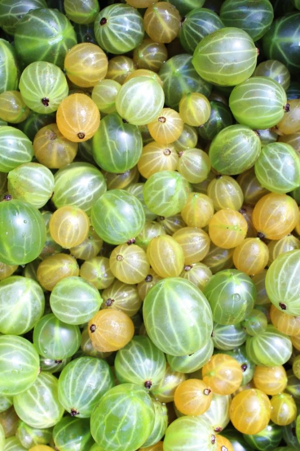 jak uprawiać agrest