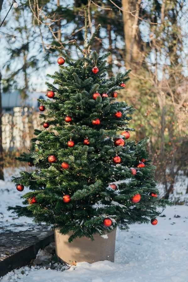 jakie iglaki do ogrodu wybrac