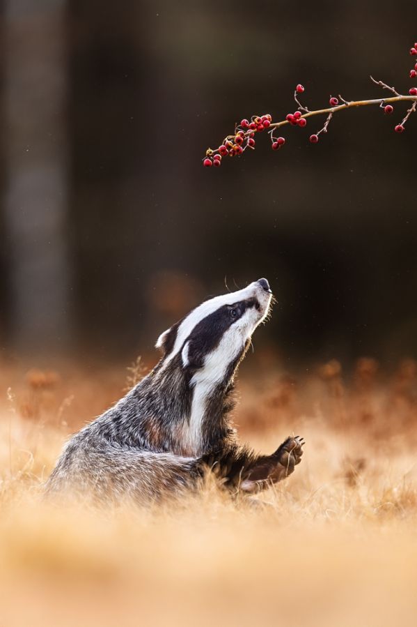 Regulamin konkursu jesień w obiektywie