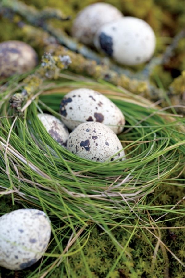 Nie ruszaj gniazdka!