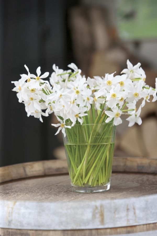 Narcyz znaczy odurzenie