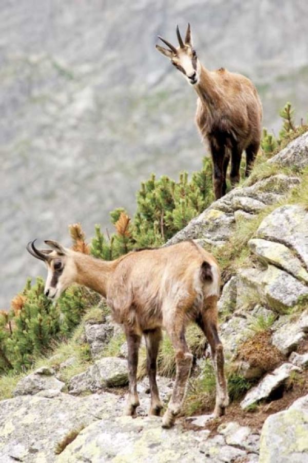 Zalotnicy na szczytach