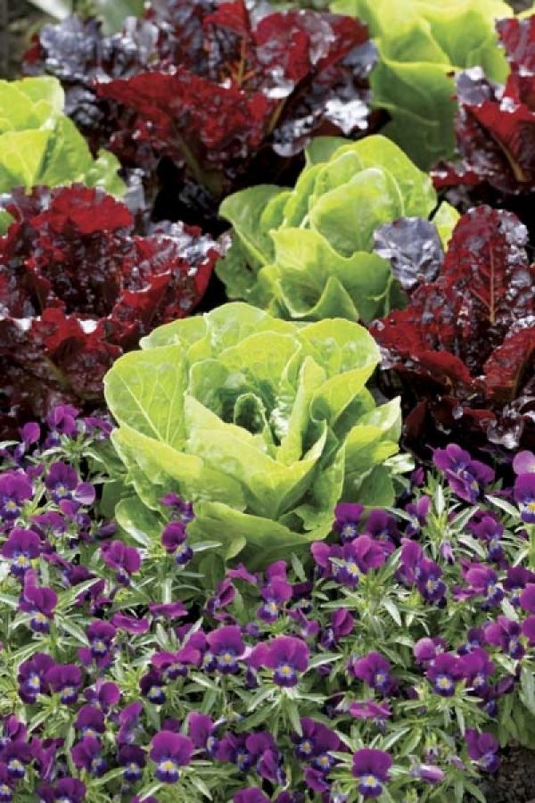 Sama uprawiam sałatę