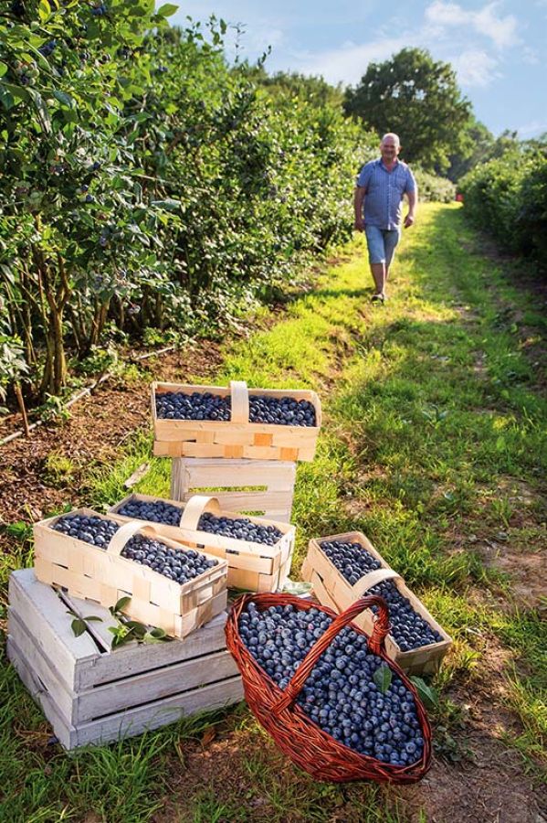 Ciasto czekoladowe, nalewka i rolmopsy z borówkami – przepisy z Borówkowej Doliny