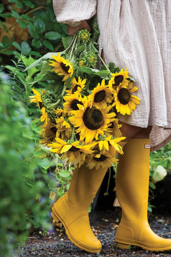 słoneczniki co oznaczają