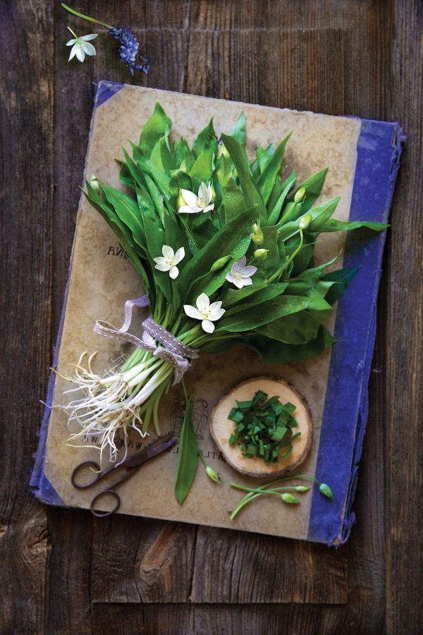 Przepisy na pesto z czosnku niedźwiedziego i inne aromatyczne dania z tym wyjątkowym ziołem. Wypróbuj go w kuchni, bo pysznie smakuje Przepisy na pesto z czosnku niedźwiedziego i inne aromatyczne dania z tym wyjątkowym ziołem. Wypróbuj go w kuchni, bo pysznie smakuje
