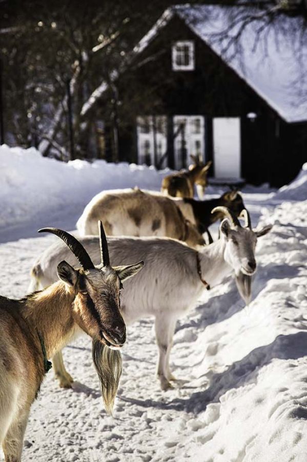święta w bieszczadach