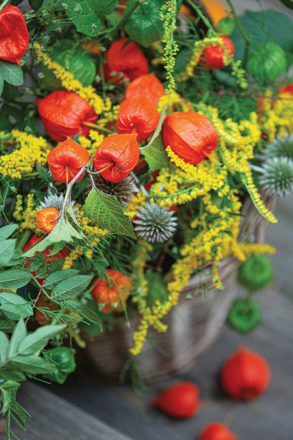 miechunka peruwianska