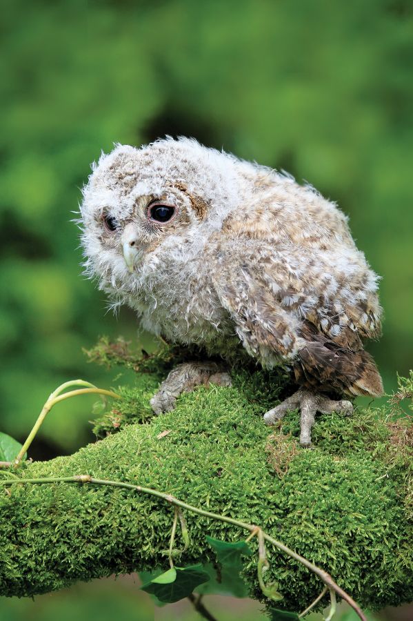 co zrobić jak znajdę pisklę