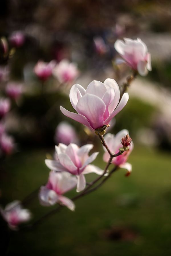 Magnolia w ogrodzie i... w kuchni: jak ją uprawiać i jak marynować jej płatki Magnolia w ogrodzie i... w kuchni: jak ją uprawiać i jak marynować jej płatki