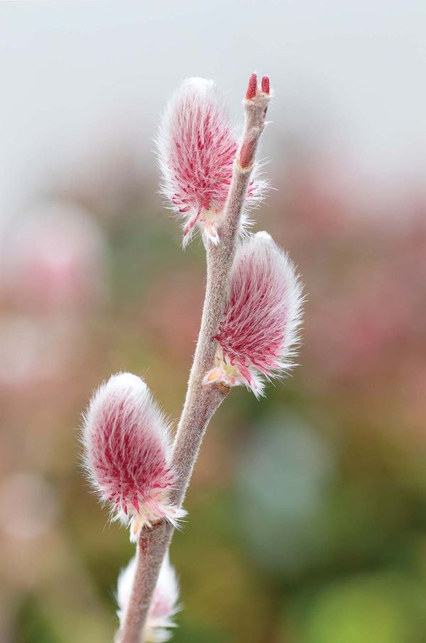 kalendarz biodynamiczny kwiecień 2026