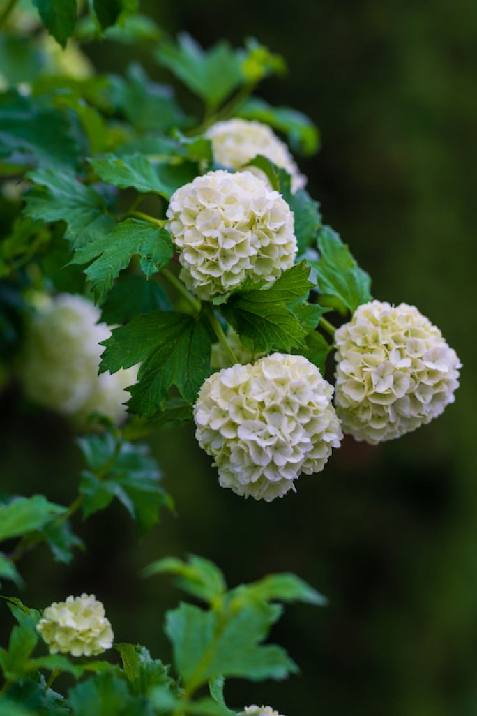 hortensja macrophylla