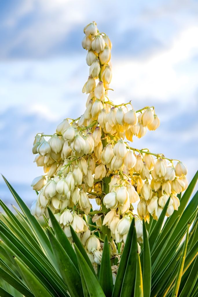 Kwitnąca jukka (Yucca) z dużym, kremowobiałym kwiatostanem i sztywnymi, mieczowatymi liśćmi na tle nieba z delikatnymi chmurami