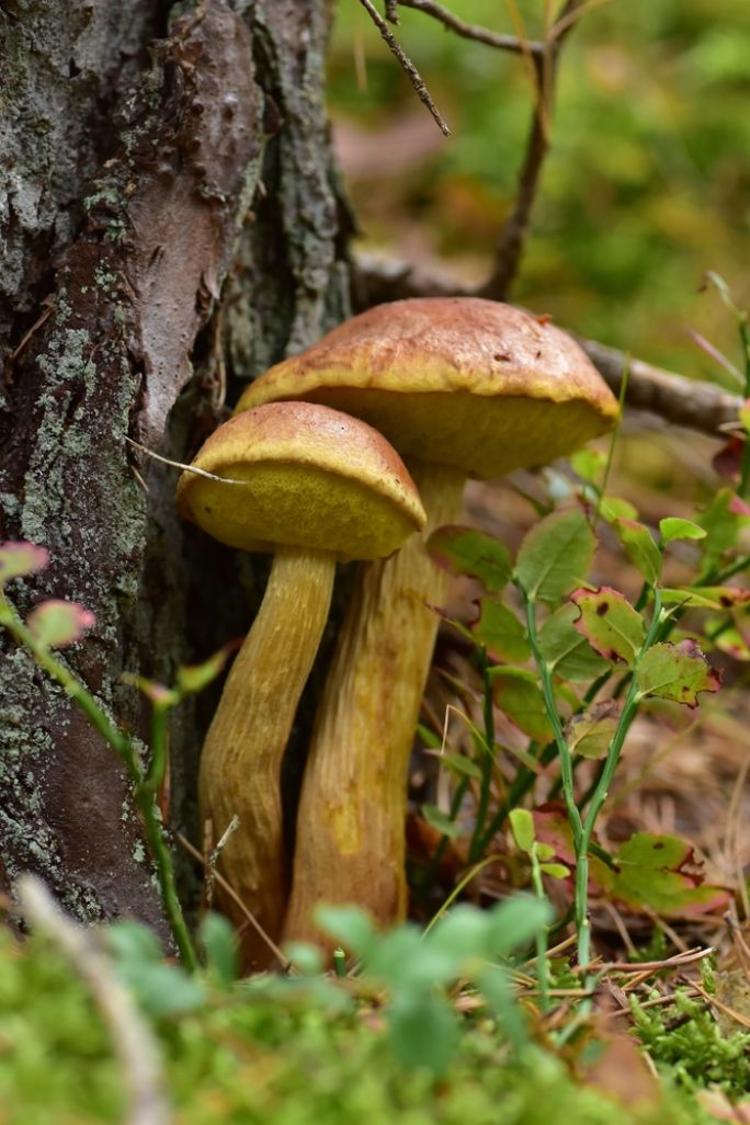 jak wyglądają borowiki amerykańskie