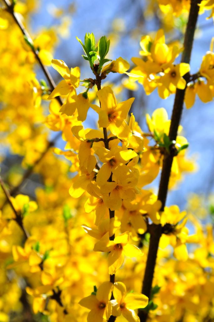 forsycja pośrednia