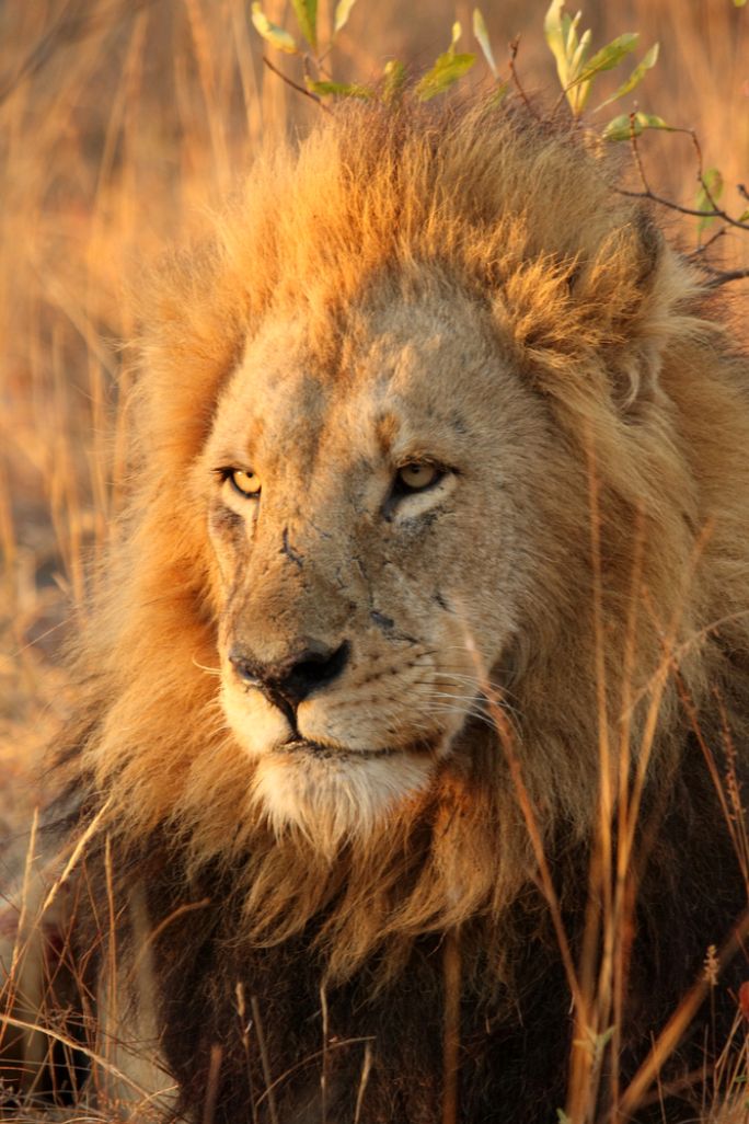 Lew z bujną grzywą w złotym świetle zachodzącego słońca, siedzący w suchych trawach rezerwatu Sabi Sands w RPA