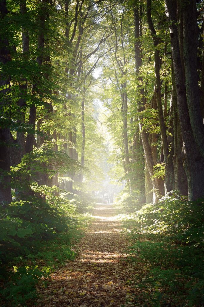 W leśnym środowisku mamy do czynienia z szeregiem czynników o pozytywnym wpływie na zdrowie