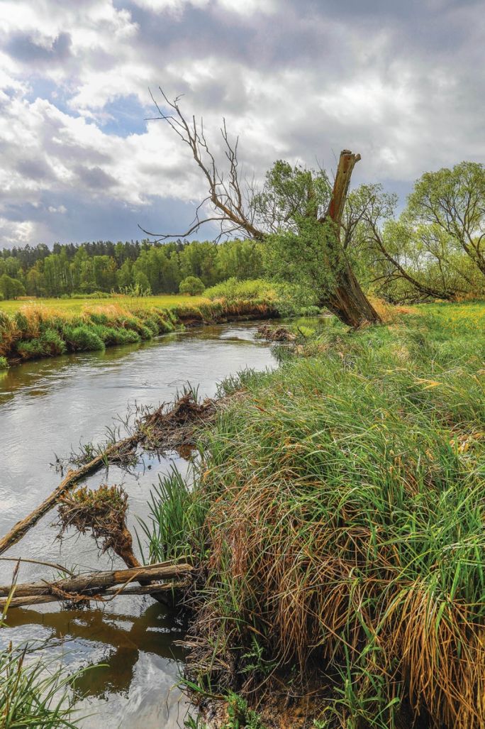 Rzeka Orzyc meandry