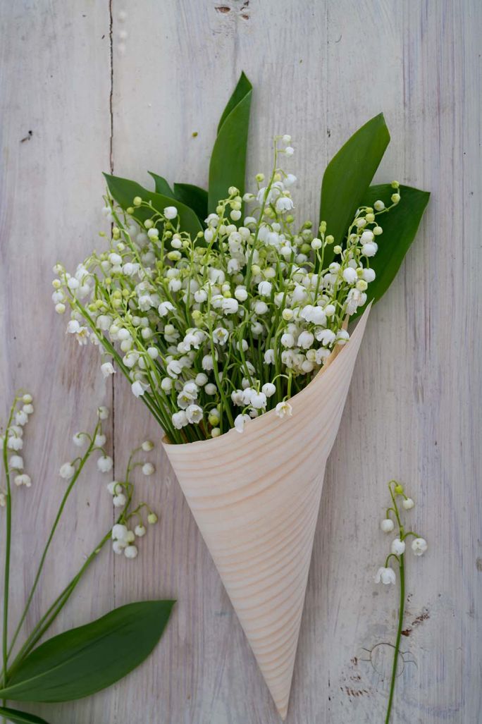 Kiedy i jak sadzić konwalię