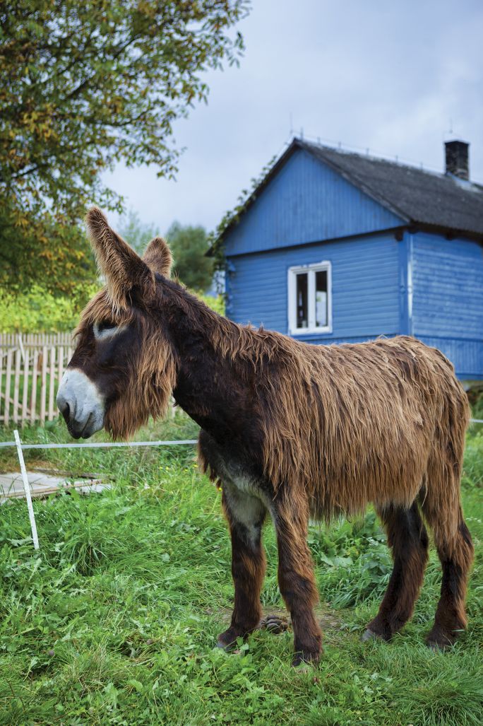 Francuskie poitou są rzadsze nawet niż pandy, a ludzie, widząc je, zastanawiają się, co to za zwierzę.
