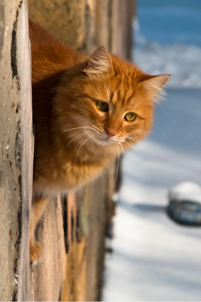 jak pomóc bezdomnym kotom w zimie
