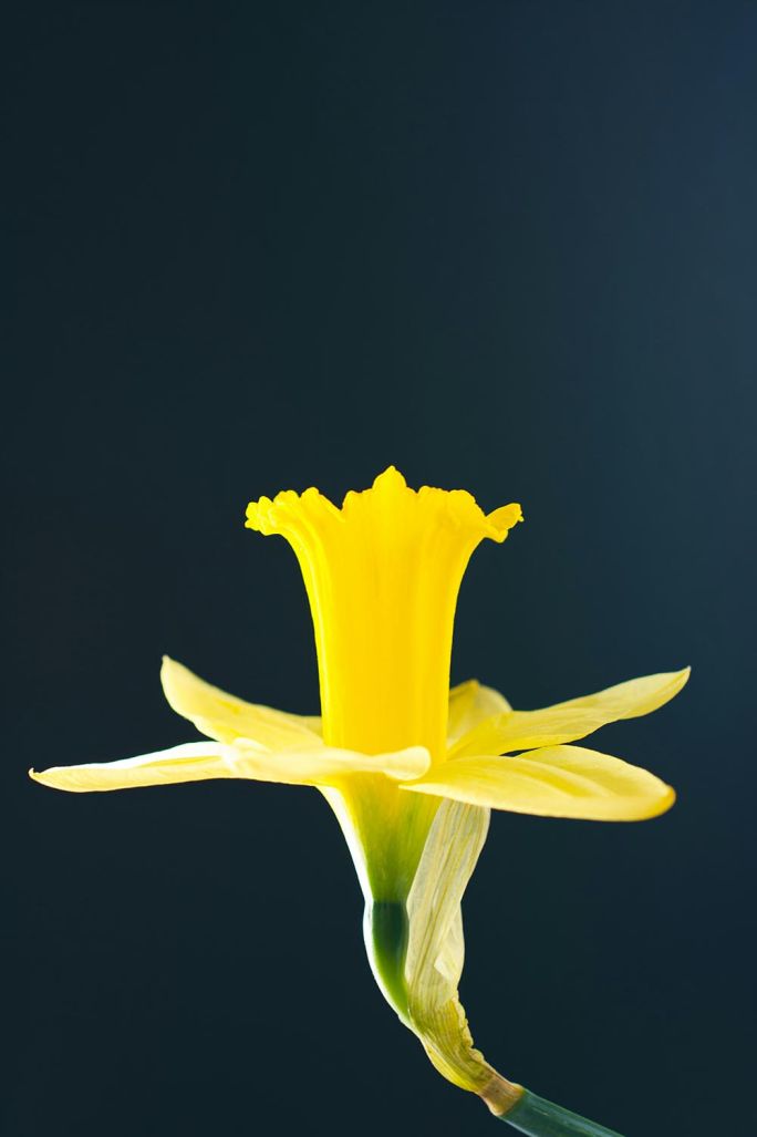 Czym różni się narcyz od żonkila