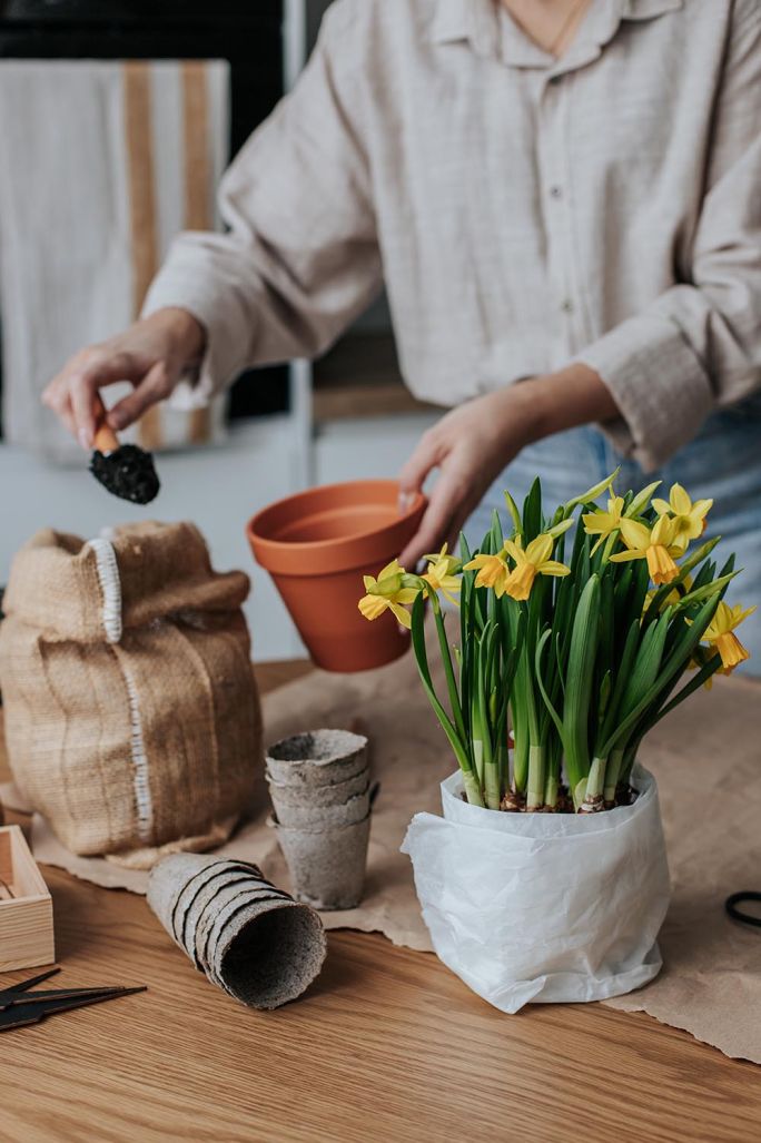 Jak uprawiać żonkile, żeby kwitły najpiękniej