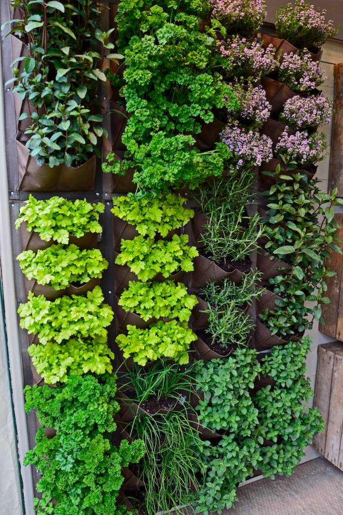 ogródek ziołowy na balkonie