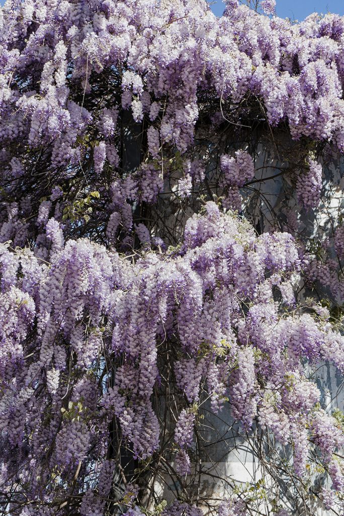 wisteria
