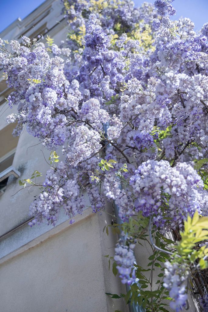 wisteria