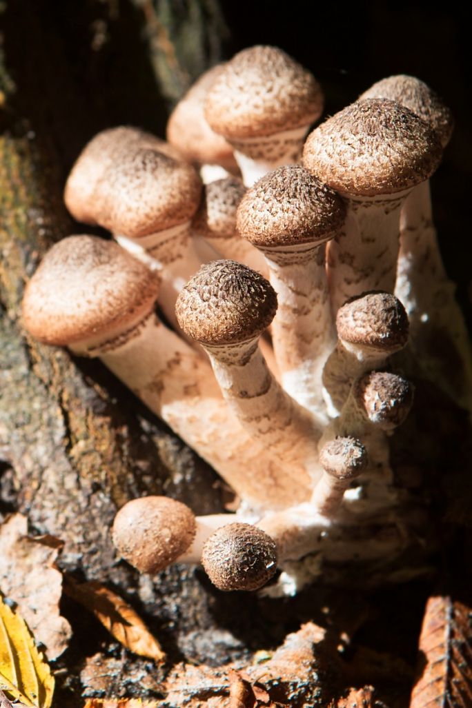 Hodowla grzybów jadalnych shiitake