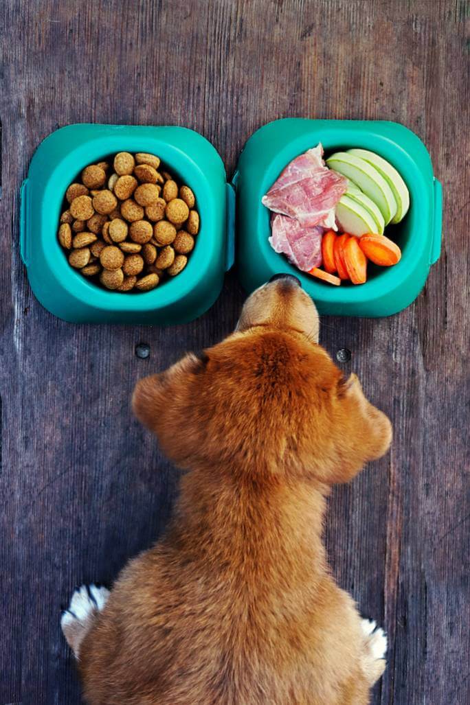 dieta dla psa