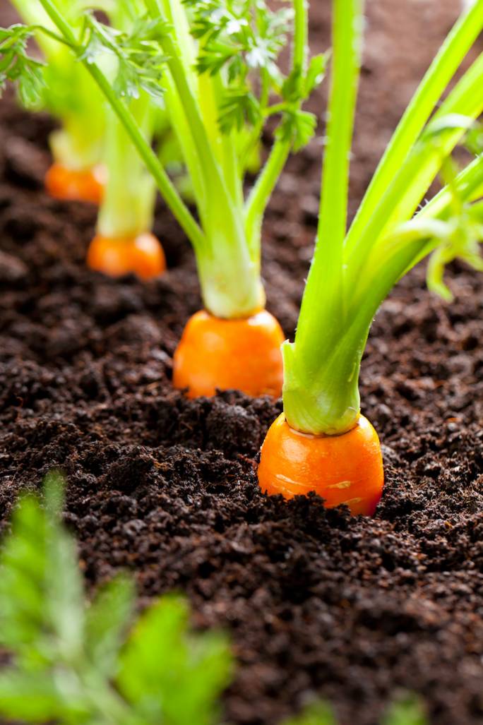 ziemia do uprawy warzyw
