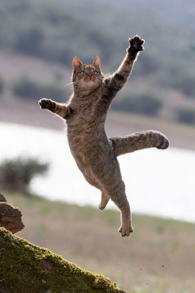 gdzie w polsce występuje żbik