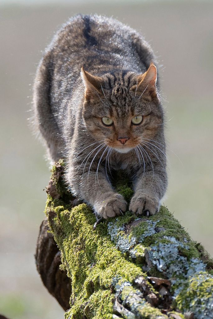 jak odróżnić żbika od kota