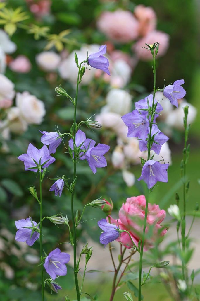 Jak dobierać rośliny do ogrodu wiejskiego